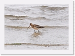 mustapyrstokuiri2 Black-tailed Godwit * 800 x 571 * (325KB)